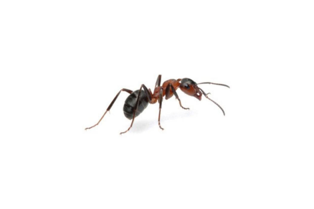 Is An Ants Sense Of Smell Stronger Than A Dogs